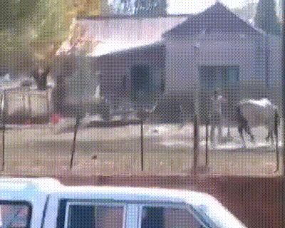 Girl with a whip beat a horse in South Africa